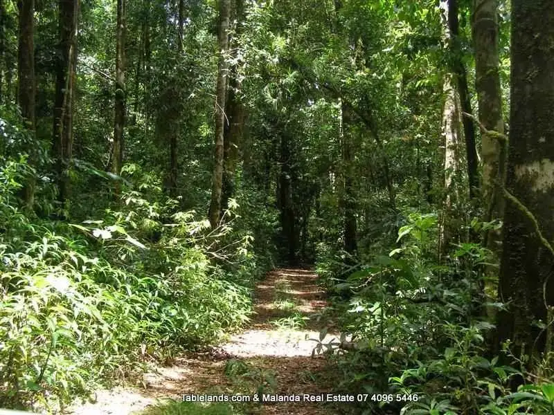 Main view of Homely rural property listing, LS350/100 Arthur Baillie Road, Ravenshoe QLD 4888