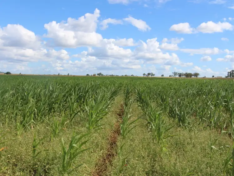 Main view of Homely rural property listing, Lot 2 Beutel Road, Clifton QLD 4361