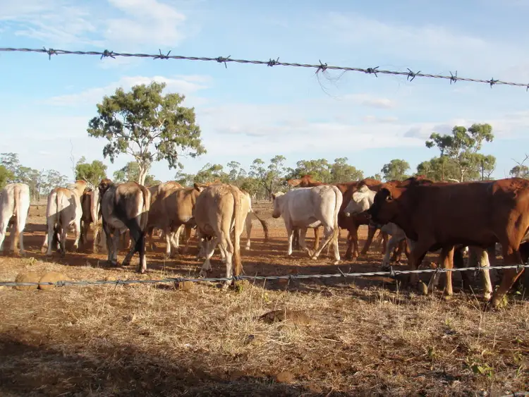 Third view of Homely rural property listing, 62 Joined Charbray/DMstr Heifers, Charters Towers QLD 4820
