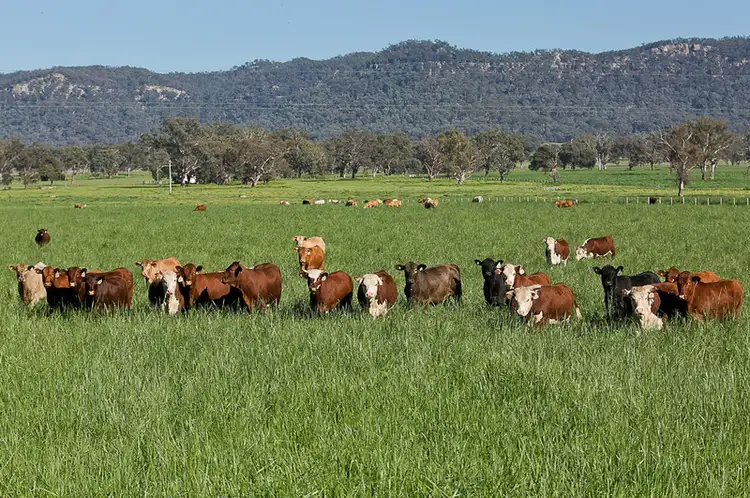 Main view of Homely rural property listing, 7245 Bylong Valley Way, Bylong NSW 2849