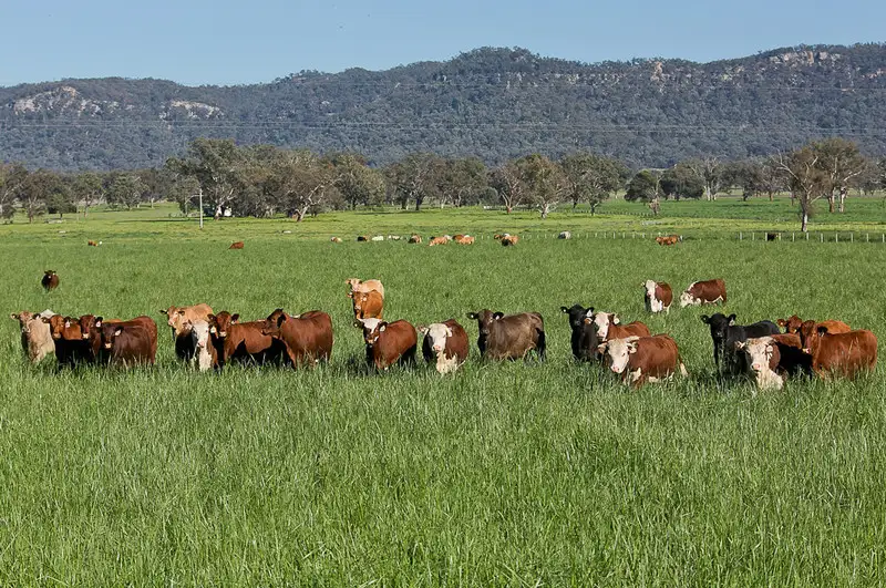 Main view of Homely rural property listing, 7245 Bylong Valley Way, Bylong NSW 2849