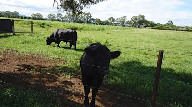 Sixth view of Homely rural property listing, 114 Mines Road, Mareeba QLD 4880