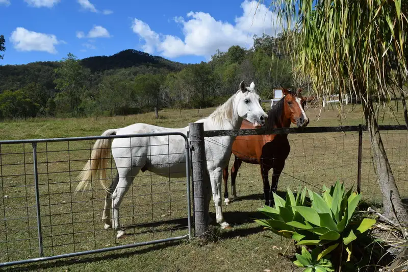Main view of Homely rural property listing, 1212 WILD PIG CREEK Road, Undullah QLD 4285