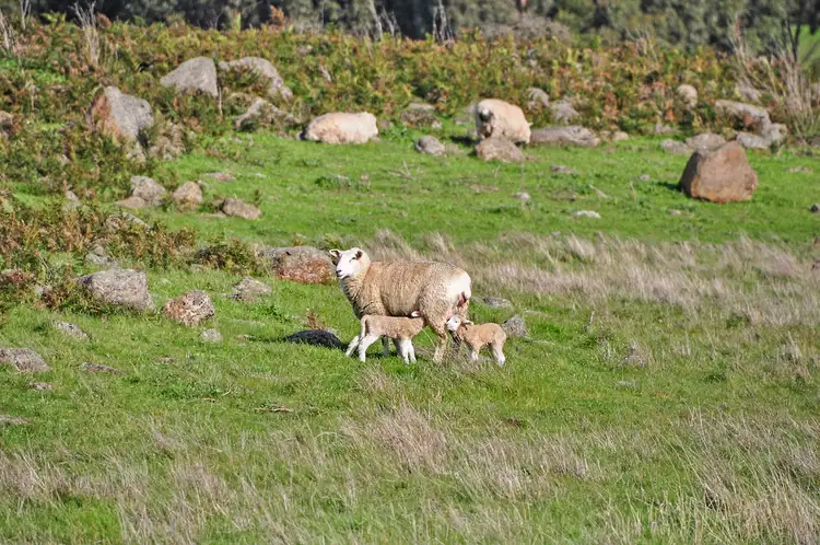 Fourth view of Homely rural property listing, LOT 1 & 2, 76 Malseed Road, Willatook VIC 3283