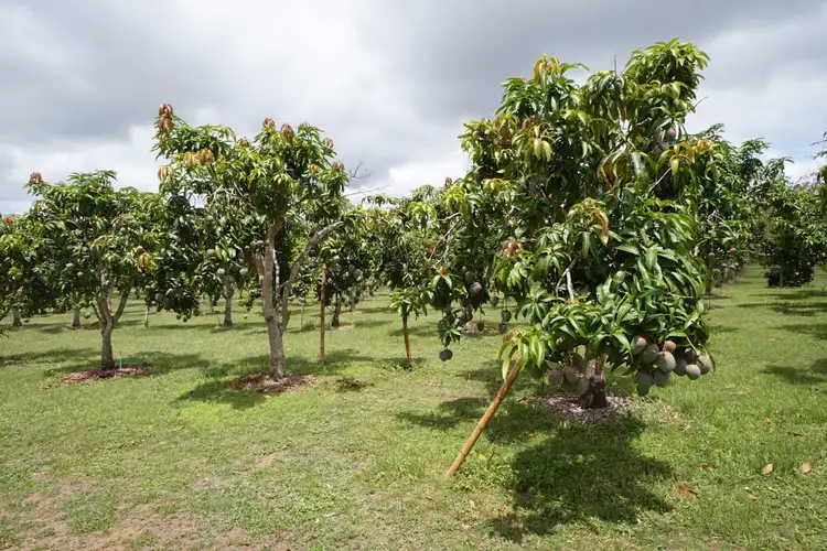 Fourth view of Homely rural property listing, 3762 Kennedy Highway, Mareeba QLD 4880