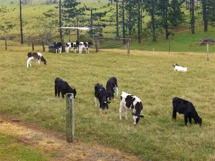 Sixth view of Homely rural property listing, F976 632-544 Maalan Road, Millaa Millaa QLD 4886
