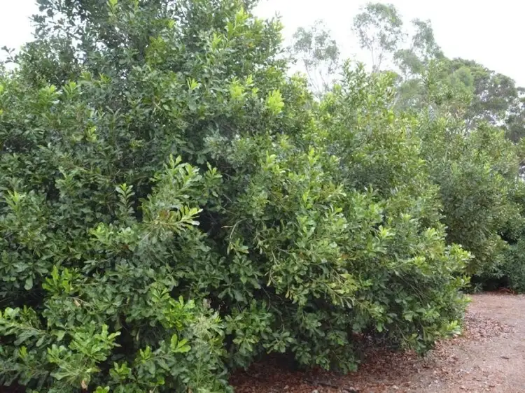 Sixth view of Homely rural property listing, 9 Denny Road, Nannup WA 6275