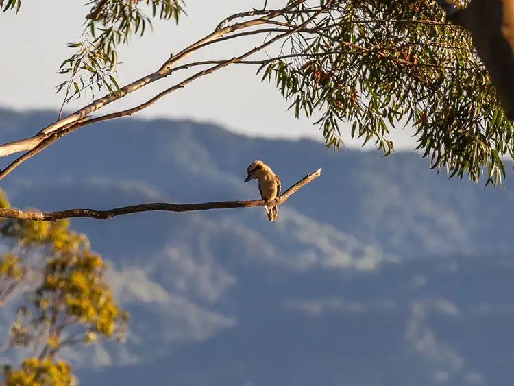 Fifth view of Homely house listing, 46 Beech Lane, Wilsons Creek NSW 2482