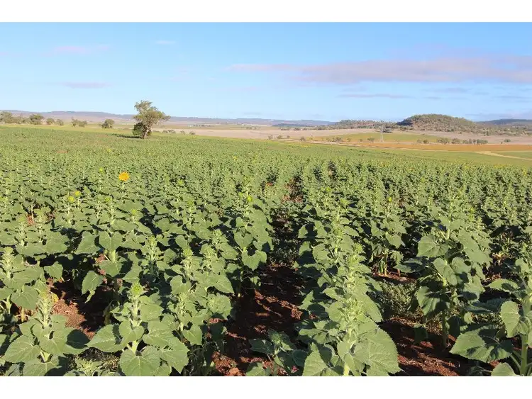 Third view of Homely rural property listing, 515 Nunkulla Road, Felton QLD 4358