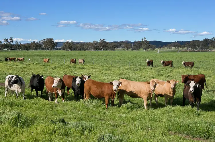 Sixth view of Homely rural property listing, 7245 Bylong Valley Way, Bylong NSW 2849