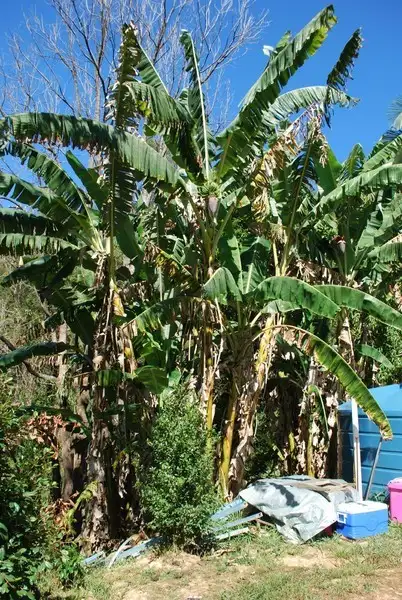 Seventh view of Homely rural property listing, Lot 6 Hazelbrook Road, Uki NSW 2484