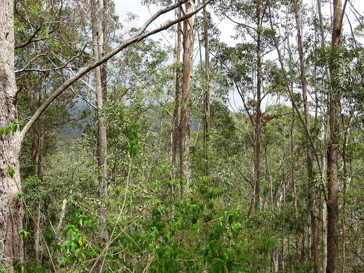 Seventh view of Homely rural property listing, 331 Tunnel Ridge Road, Landsborough QLD 4550