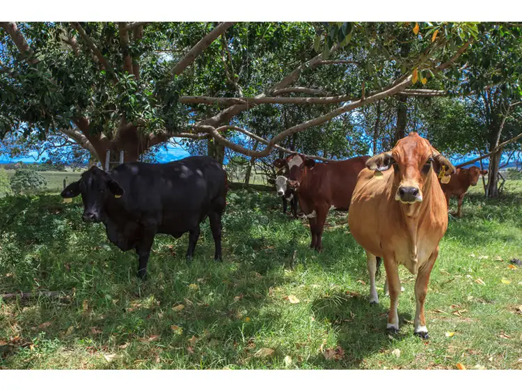 Second view of Homely rural property listing, LOT 1, 775 Rogerson Road, Mckees Hill NSW 2480