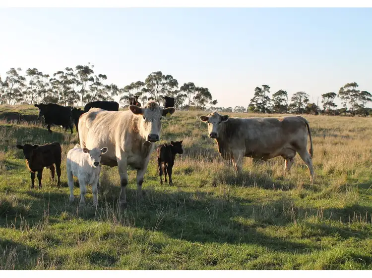 Fourth view of Homely rural property listing, 140 Nicholas Lane, Birregurra VIC 3242