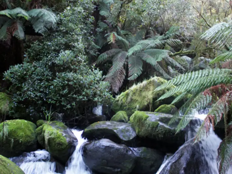 Fifth view of Homely rural property listing, 630 Dehnerts Track, Beech Forest VIC 3237