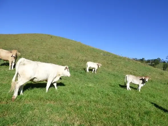 Seventh view of Homely rural property listing, Address available on request