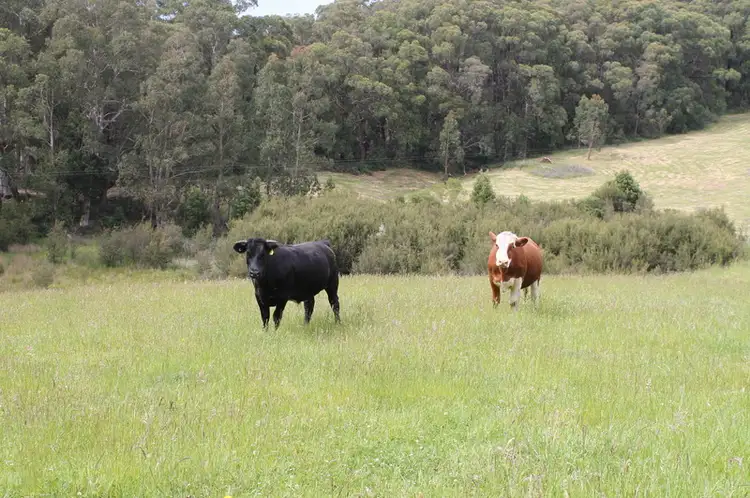 Third view of Homely rural property listing, 18 Frizon Street, Forrest VIC 3236