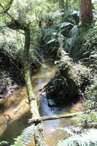 Third view of Homely rural property listing, 150 Jacksons Track, Gellibrand VIC 3239