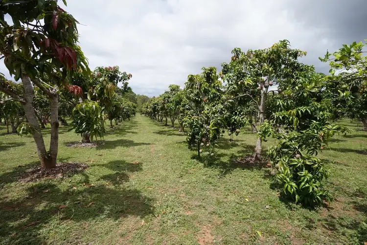 Fifth view of Homely rural property listing, 3762 Kennedy Highway, Mareeba QLD 4880