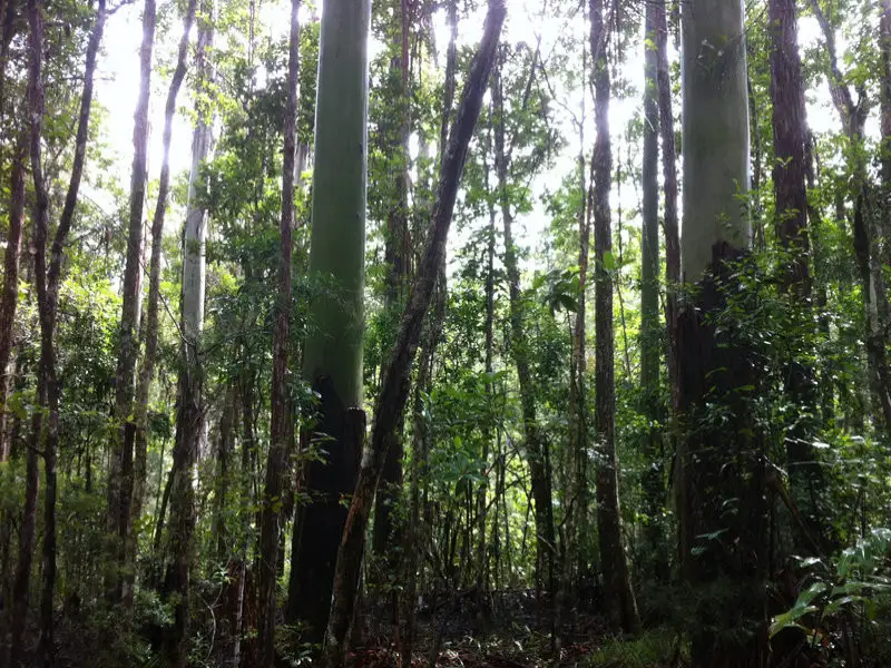 Main view of Homely land listing, LOT L490/Lot 7 Webster Road, Wondecla QLD 4887