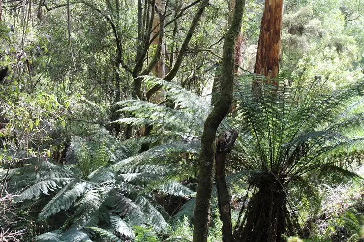 Second view of Homely rural property listing, 150 Jacksons Track, Gellibrand VIC 3239