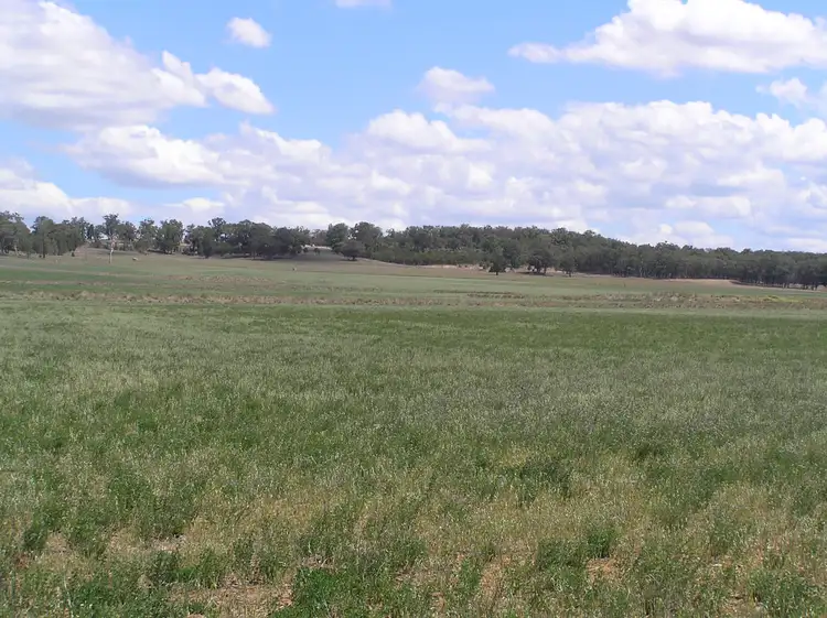 Sixth view of Homely rural property listing, Mount Beni 451 Merrygoen Road, Dunedoo NSW 2844