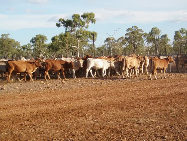Sixth view of Homely rural property listing, 62 Joined Charbray/DMstr Heifers, Charters Towers QLD 4820