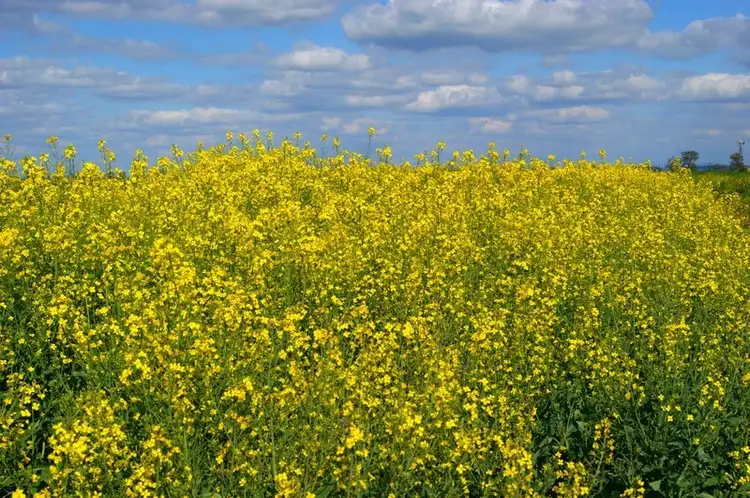 Second view of Homely rural property listing, 12323 Oxley Highway, Mullaley NSW 2379