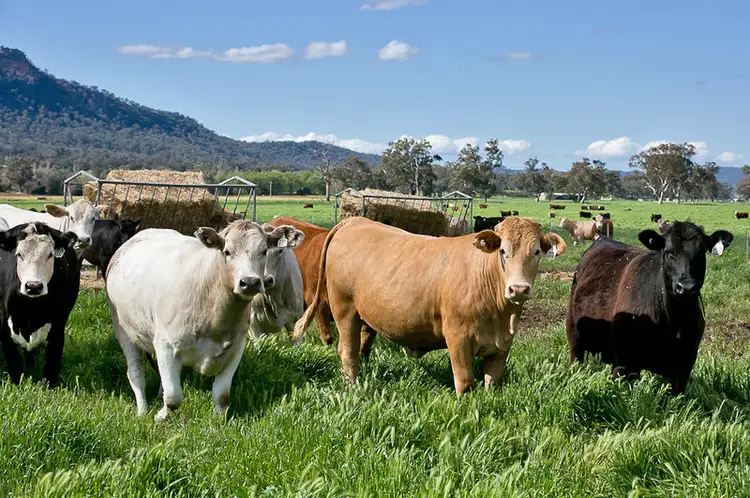 Fifth view of Homely rural property listing, 7245 Bylong Valley Way, Bylong NSW 2849