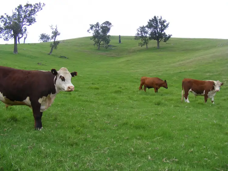 Fifth view of Homely house listing, 369 Cooper Gully Road, Bega NSW 2550