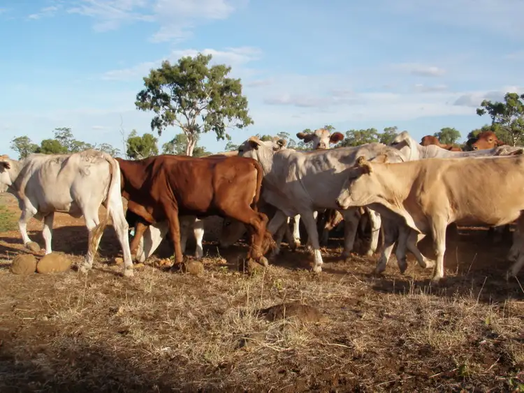 Second view of Homely rural property listing, 62 Joined Charbray/DMstr Heifers, Charters Towers QLD 4820
