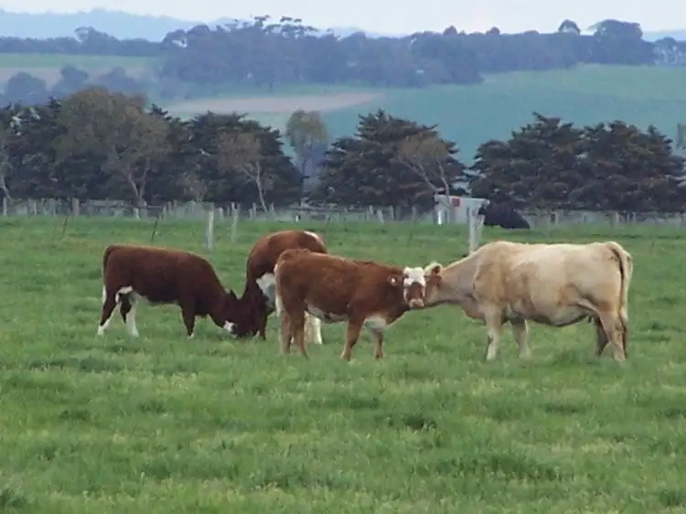 Seventh view of Homely rural property listing, Ramsay Road, Irrewarra VIC 3249