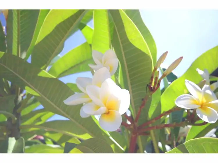 Third view of Homely house listing, 48a Caledonian Avenue, Maylands WA 6051