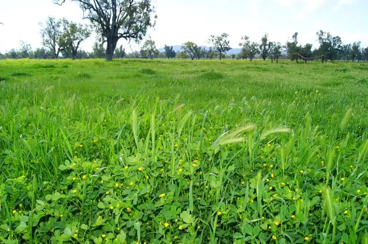 Sixth view of Homely rural property listing, Orange Grove Road, Gunnedah NSW 2380