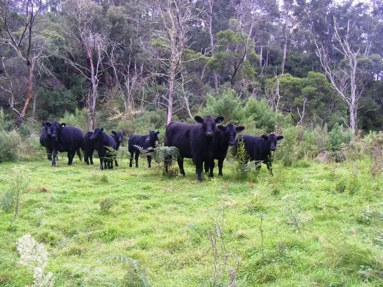 Main view of Homely land listing, Rolfe Graham Road, Bemboka NSW 2550