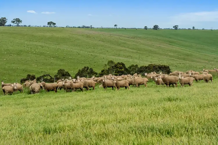 Fourth view of Homely rural property listing, 214 Coleraine-Balmoral Road, Coleraine VIC 3315