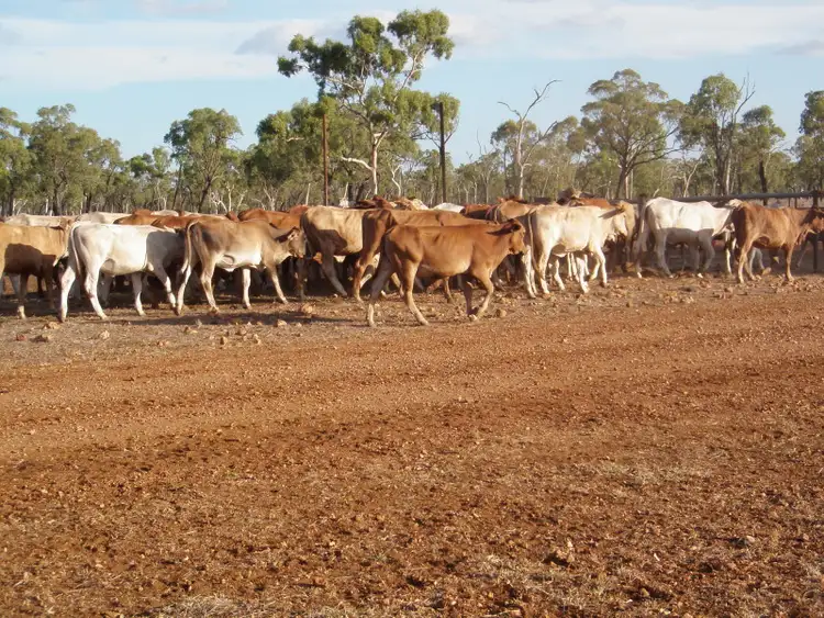 Fifth view of Homely rural property listing, 62 Joined Charbray/DMstr Heifers, Charters Towers QLD 4820