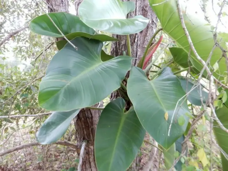 Second view of Homely land listing, Lot 165 Astra Road, Glenwood QLD 4570