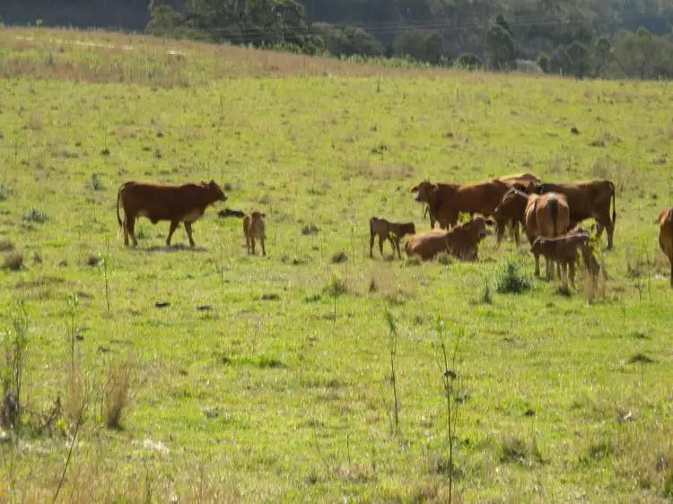 Fifth view of Homely rural property listing, 1455 Kandanga Creek Rd, Upper Kandanga QLD 4570