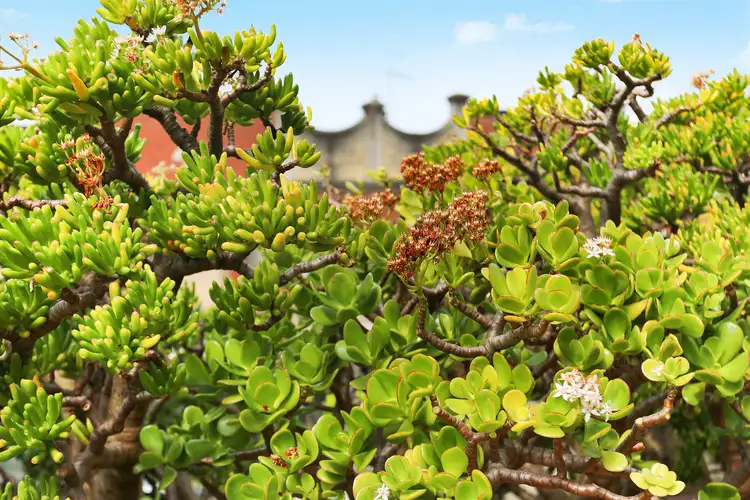 Seventh view of Homely apartment listing, 1/437 Forest Road, Bexley NSW 2207