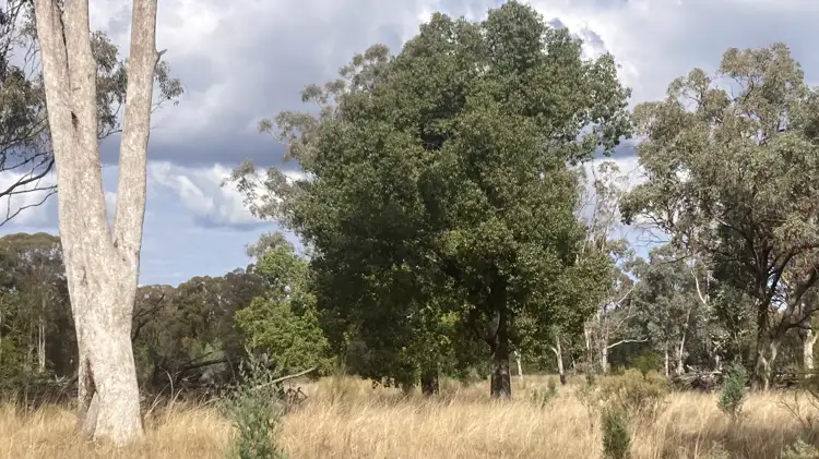 Seventh view of Homely rural property listing, 285 Bourke Road, Neilrex via, Coolah NSW 2843