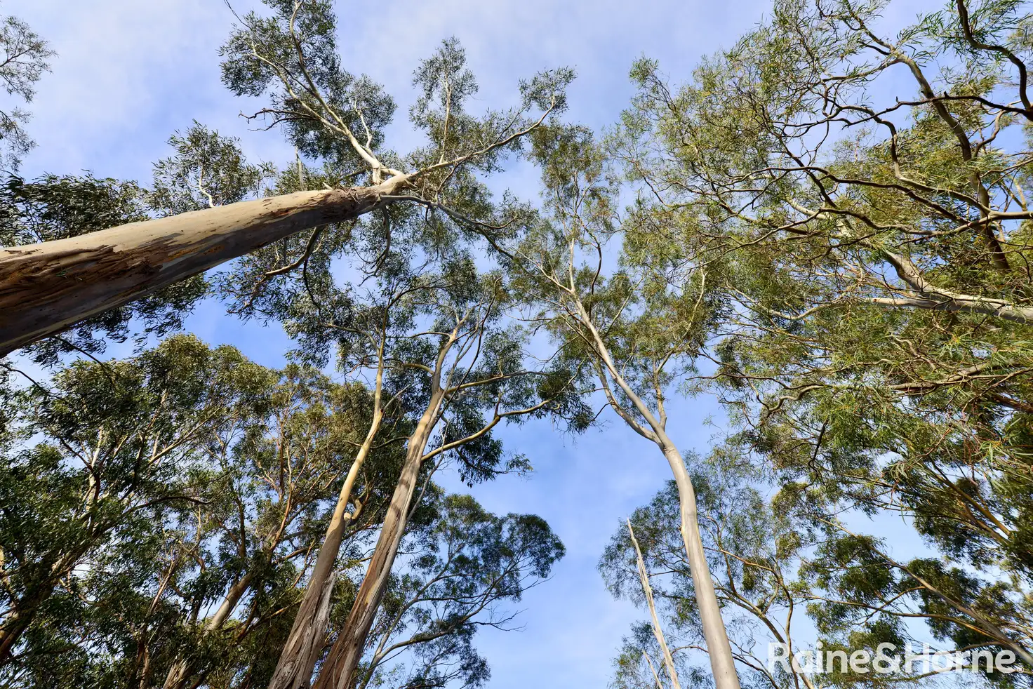 Main view of Homely land listing, 11 Pulchella Drive, Tolmans Hill TAS 7007