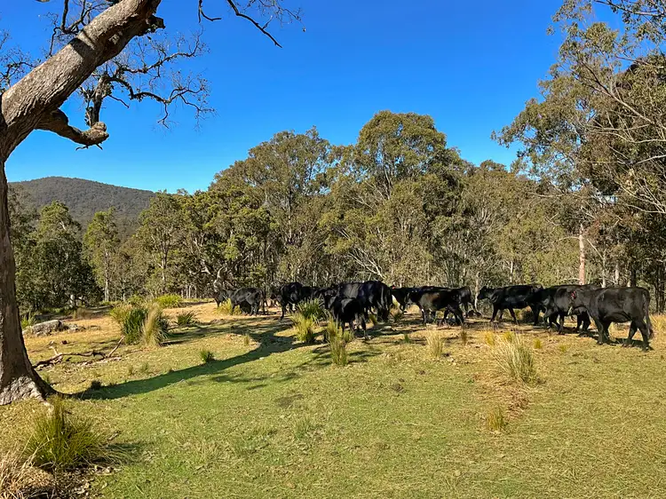 Seventh view of Homely rural property listing, "Littlehawk" 253 Eaglehawk Trail, Yarrowitch NSW 2354