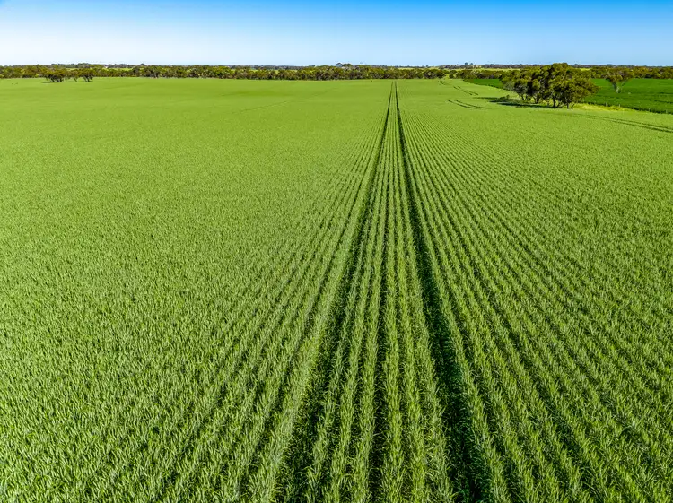 Third view of Homely rural property listing, S63, S64 & S65/18 Pascoe Road, Coonalpyn SA 5265