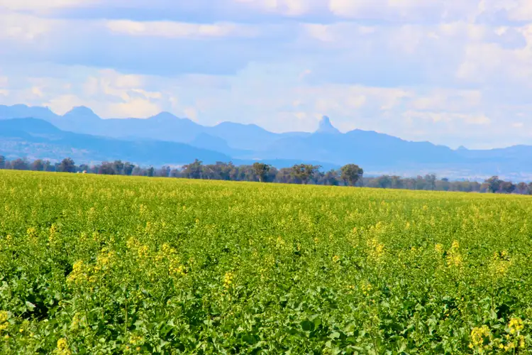 "Collareen" 874 Cordale Road, Gulargambone NSW 2828