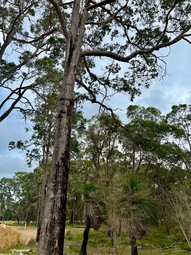 Third view of Homely land listing, 16 Truffle Circuit, Cowaramup WA 6284