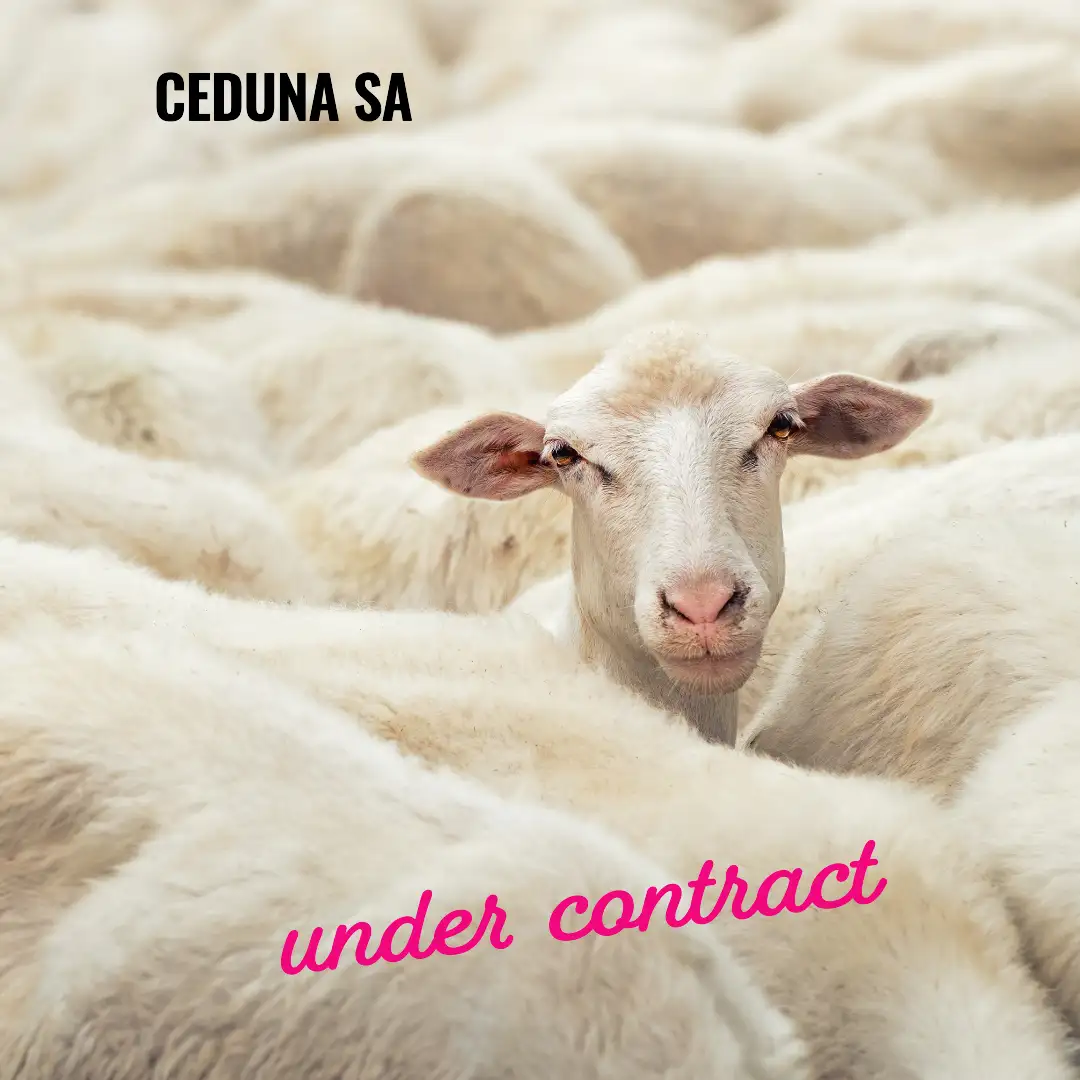 Main view of Homely rural property listing, Lot 1 Schwartz Hill Road, Ceduna SA 5690