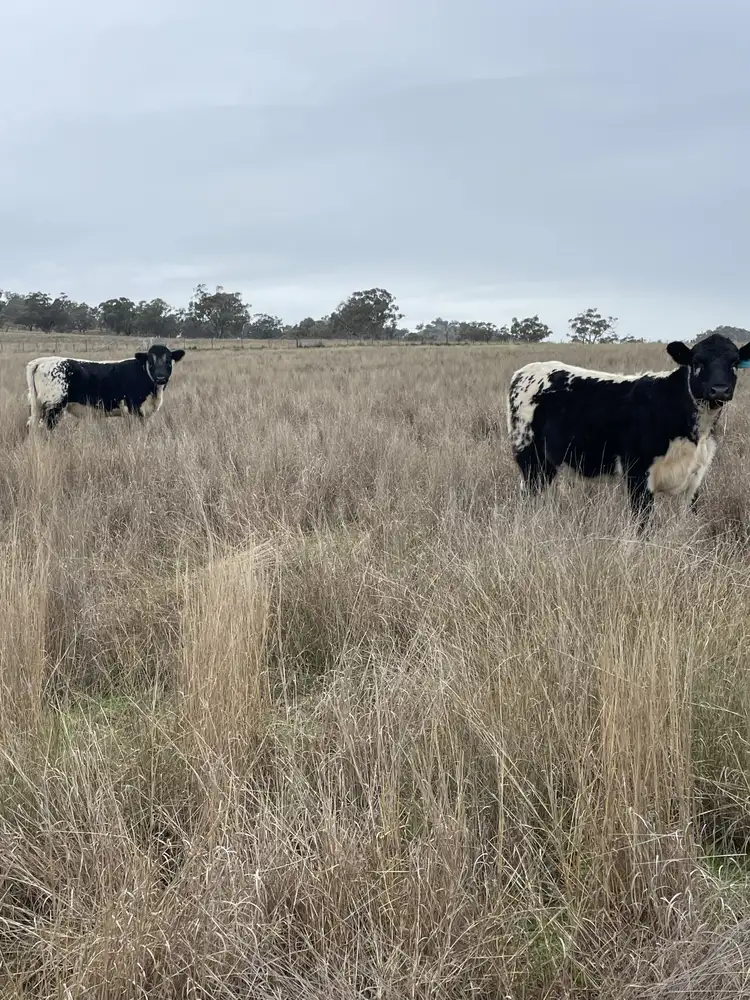 1758 Werris Creek Road, Werris Creek NSW 2341