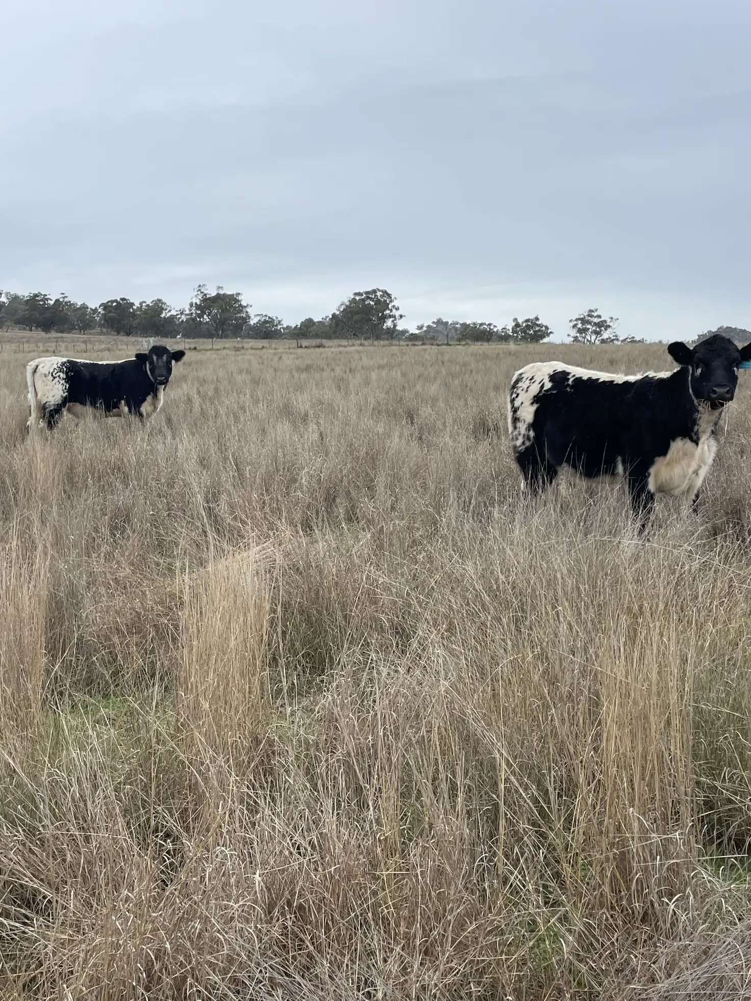 Main view of Homely rural property listing, 1758 Werris Creek Road, Werris Creek NSW 2341