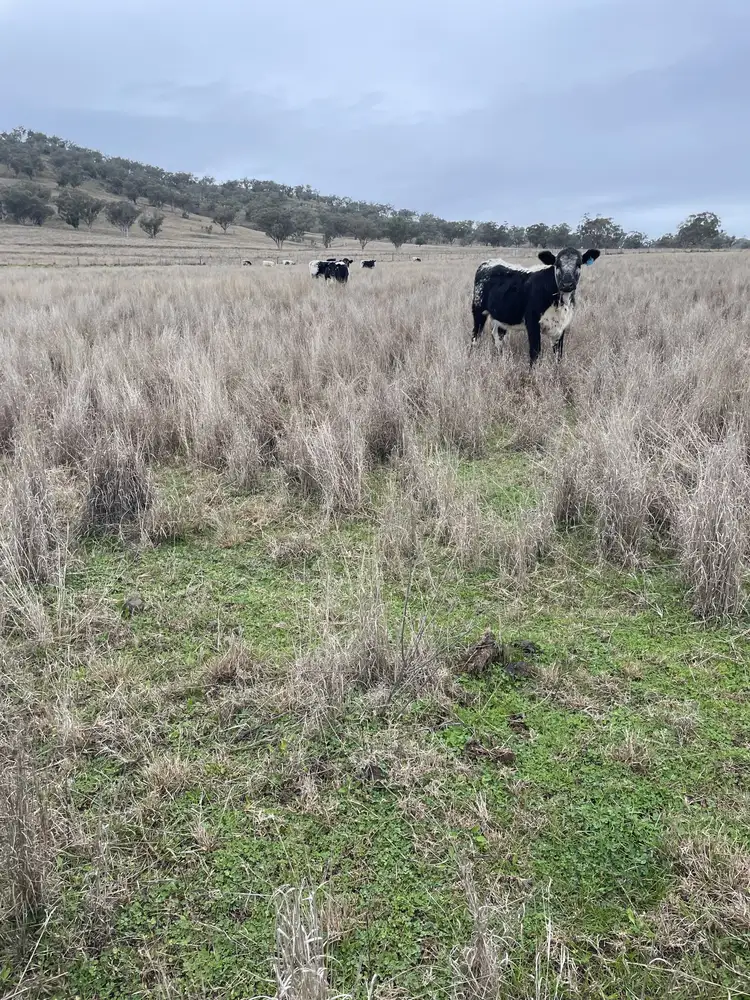 Fourth view of Homely rural property listing, 1758 Werris Creek Road, Werris Creek NSW 2341